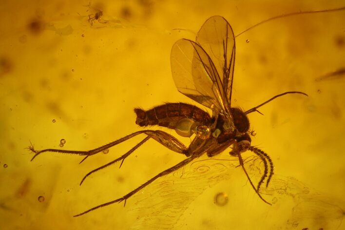 Detailed Fossil Fungus Gnat (Sciaridae) In Baltic Amber #145488